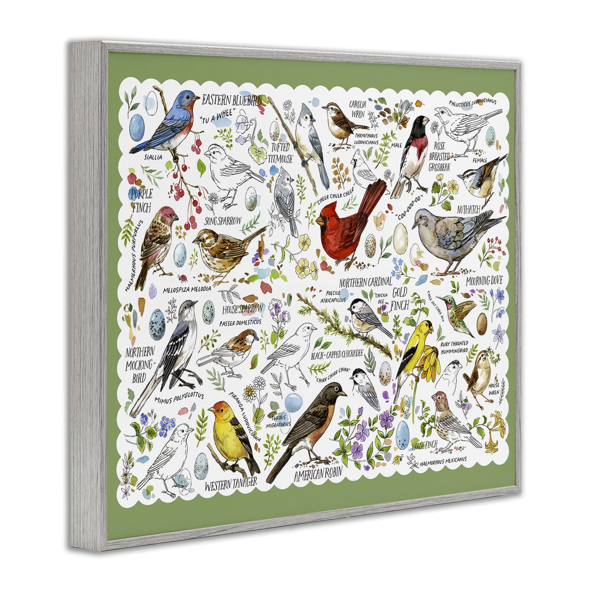 Stupell Industries Various Bird Species Animals & Insects Painting Gray Framed Art Print Wall Art, 14 x 11