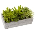 thumbnail image 1 of Succulent Garden w/Concrete Planter, 1 of 1