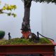 thumbnail image 4 of WEUVEB Estatua De Pabellón En Madera Clara Para De Bonsái Y Espacios Pequeños, 4 of 6