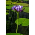 thumbnail image 2 of Engelbrecht, Lisa S. 13x18 Black Ornate Wood Framed with Double Matting Museum Art Print Titled - Blue Cape Water lily, 2 of 4