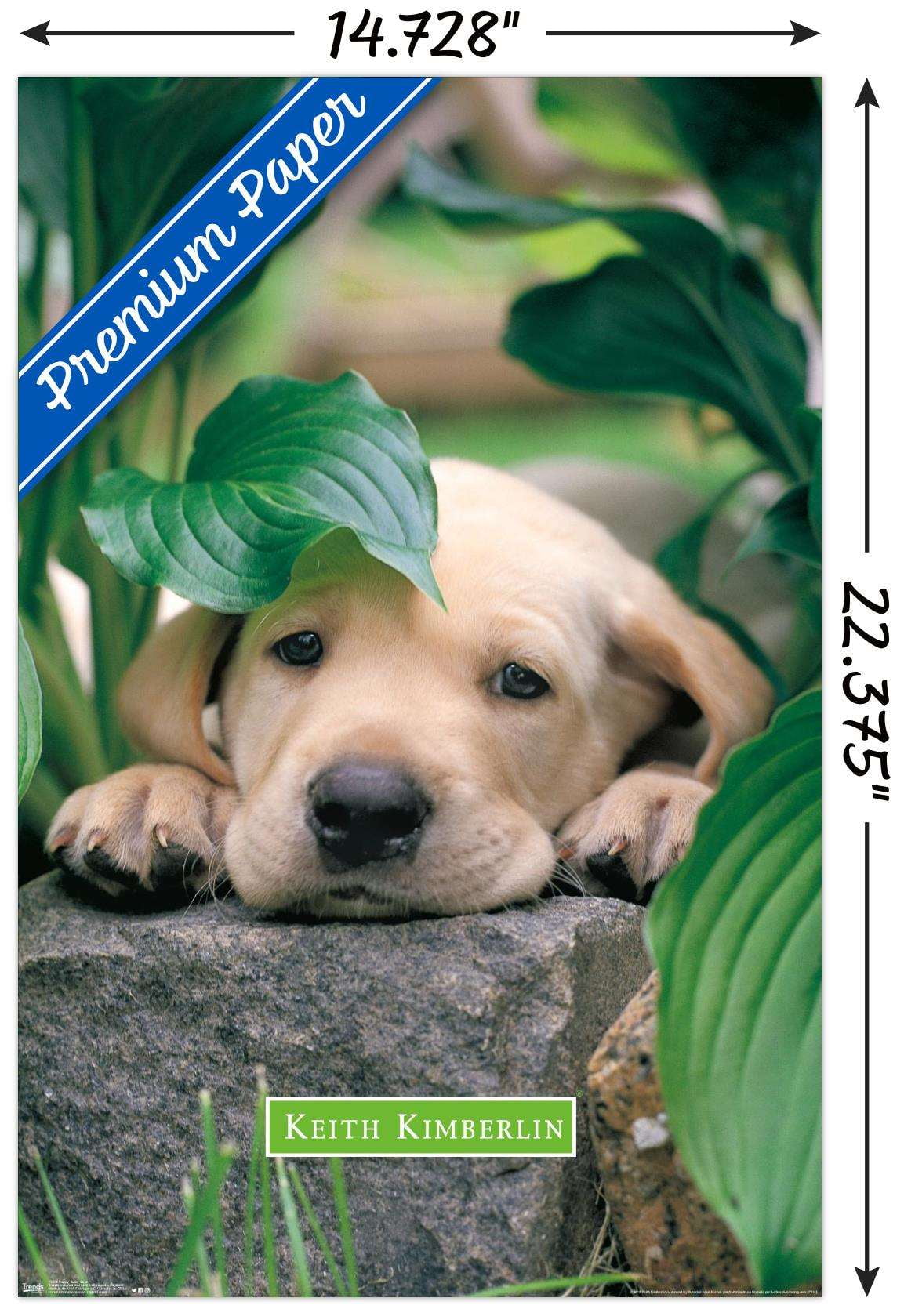 Keith Kimberlin - Puppy - Lazy Days Wall Poster, 14.725" x 22.375"