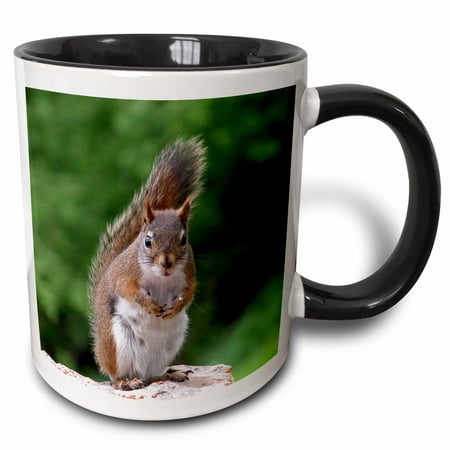 Attitude Squirrel - 3dRose Red Squirrel with Attitude - Two Tone Black Mug, 11-ounce