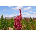 thumbnail image 5 of 100 Seeds Organic RED HEAD QUINOA Grain Chenopodium Pink Red Head White Seeds, 5 of 9