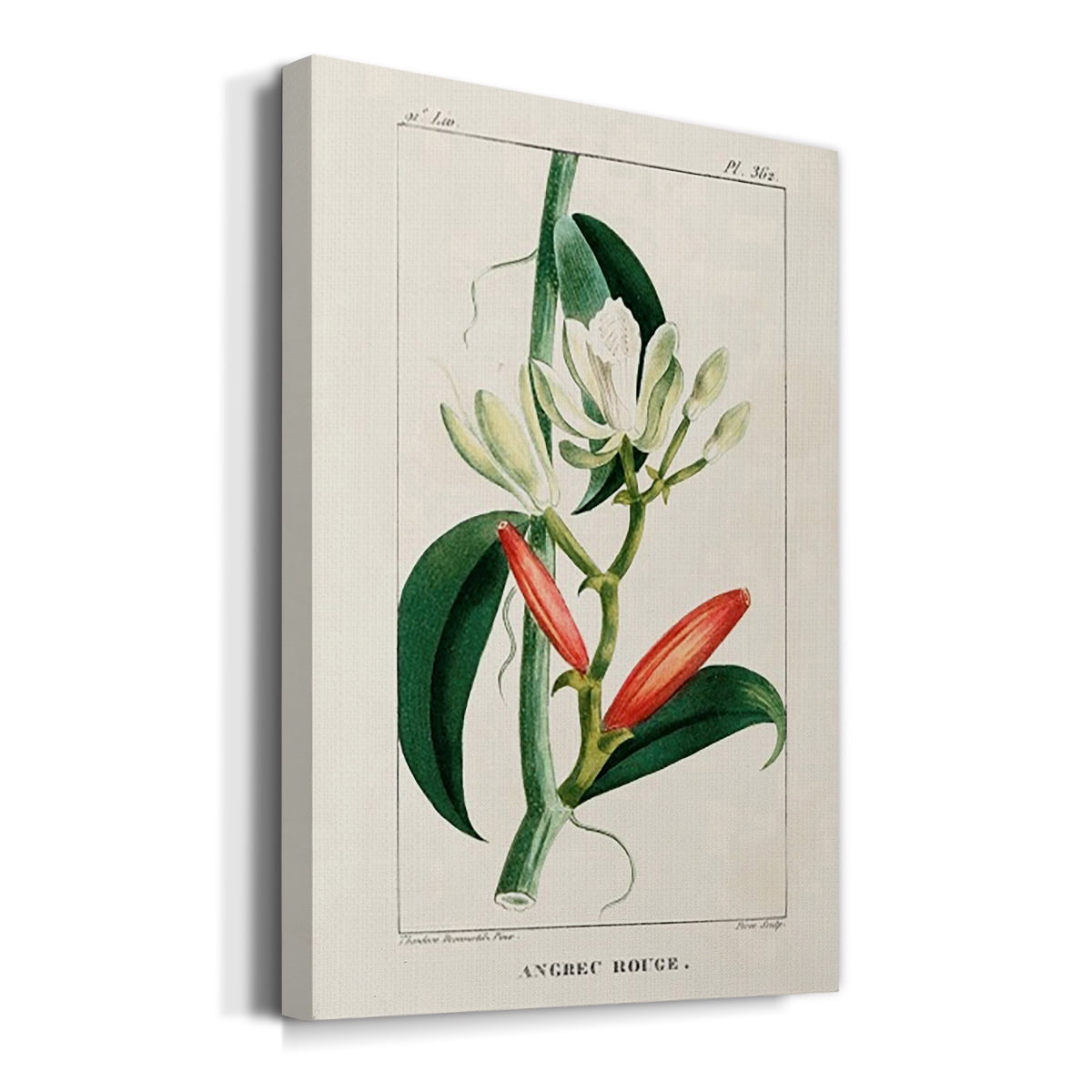 Turpin Tropical Botanicals IX Premium Gallery Wrapped Canvas - Ready to Hang