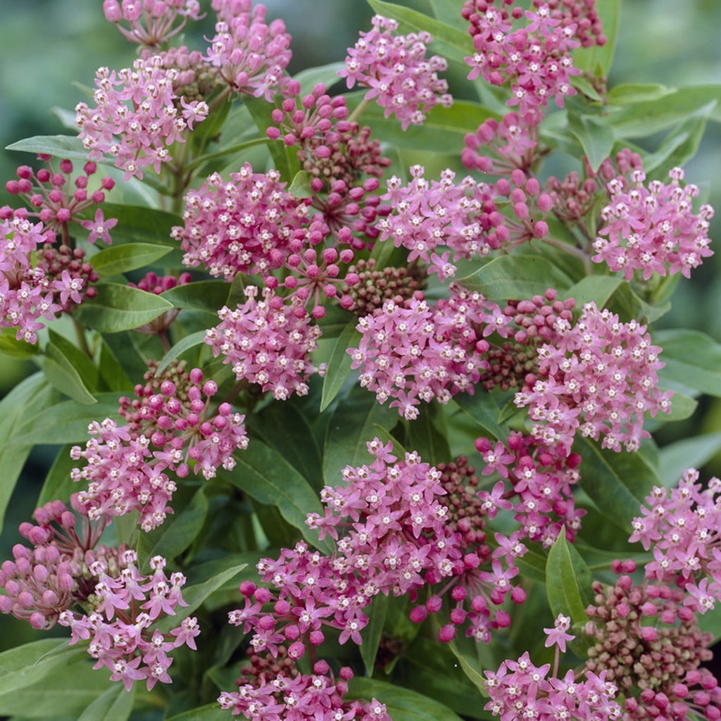 Van Zyverden Asclepias Exclusive Sweet Monarch Blend 9 Bulbs Multicolor Full Sun Deer Resistant 1lb