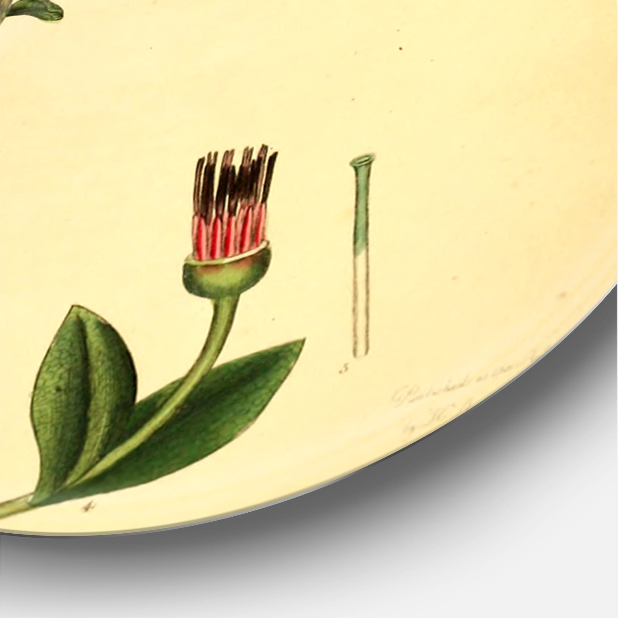 Designart 'Ancient Plant Life XXV' Traditional Circle Metal Wall Art 36x36 - Disc of 36