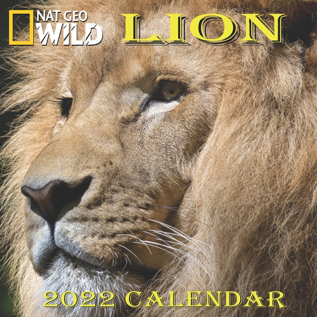 Lion Calendar 2022 LION calendar 2022 "8.5x8.5" Inch 16 Months JAN