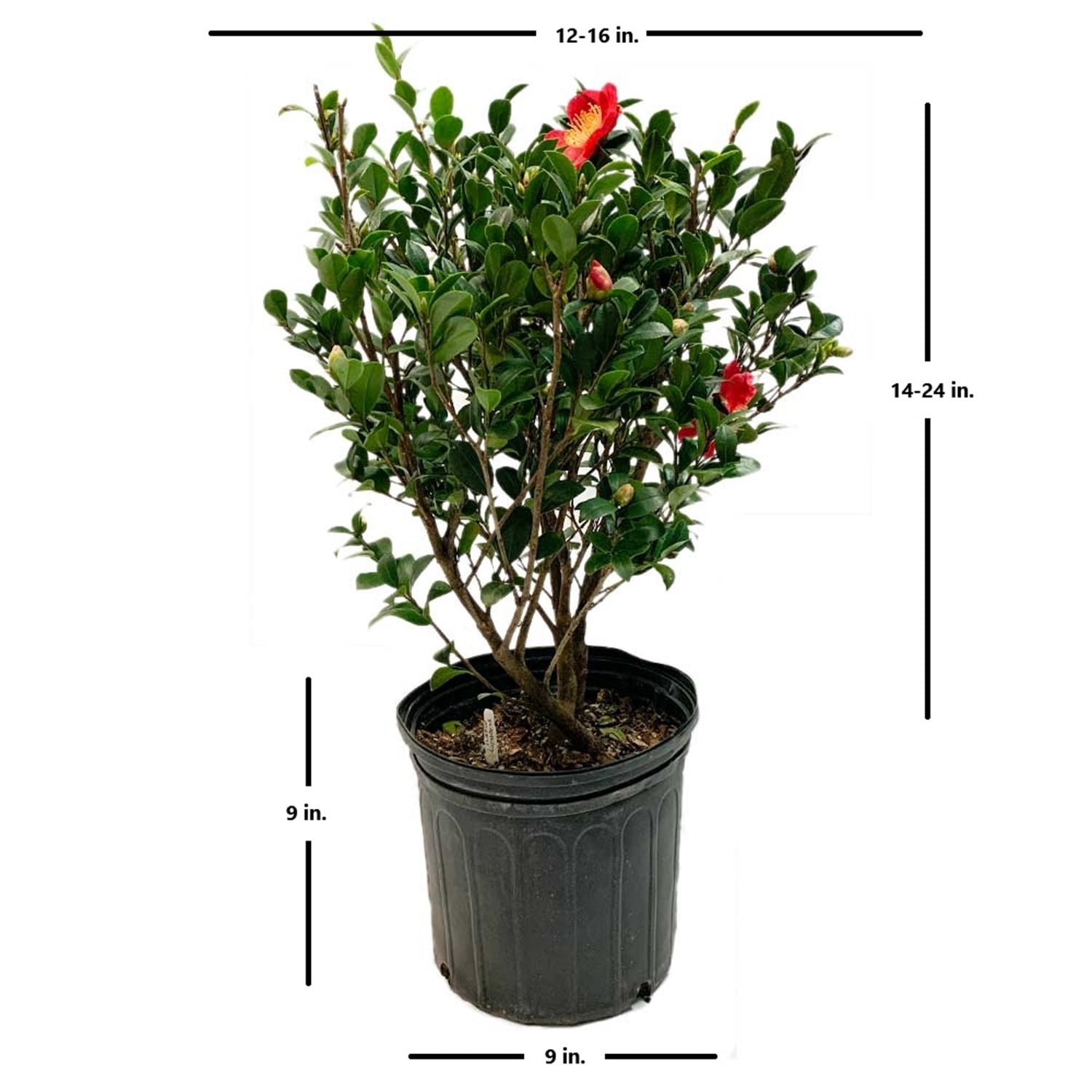 Expert Gardener Yuletide Camellia 2.5 Gallon Evergreen Shrub, Red Flowers, Part Sun