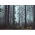 thumbnail image 2 of wall26 Foggy Pin Forest - Removable Wall Mural | Self-Adhesive Large Wallpaper - 100x144 inches, 2 of 5