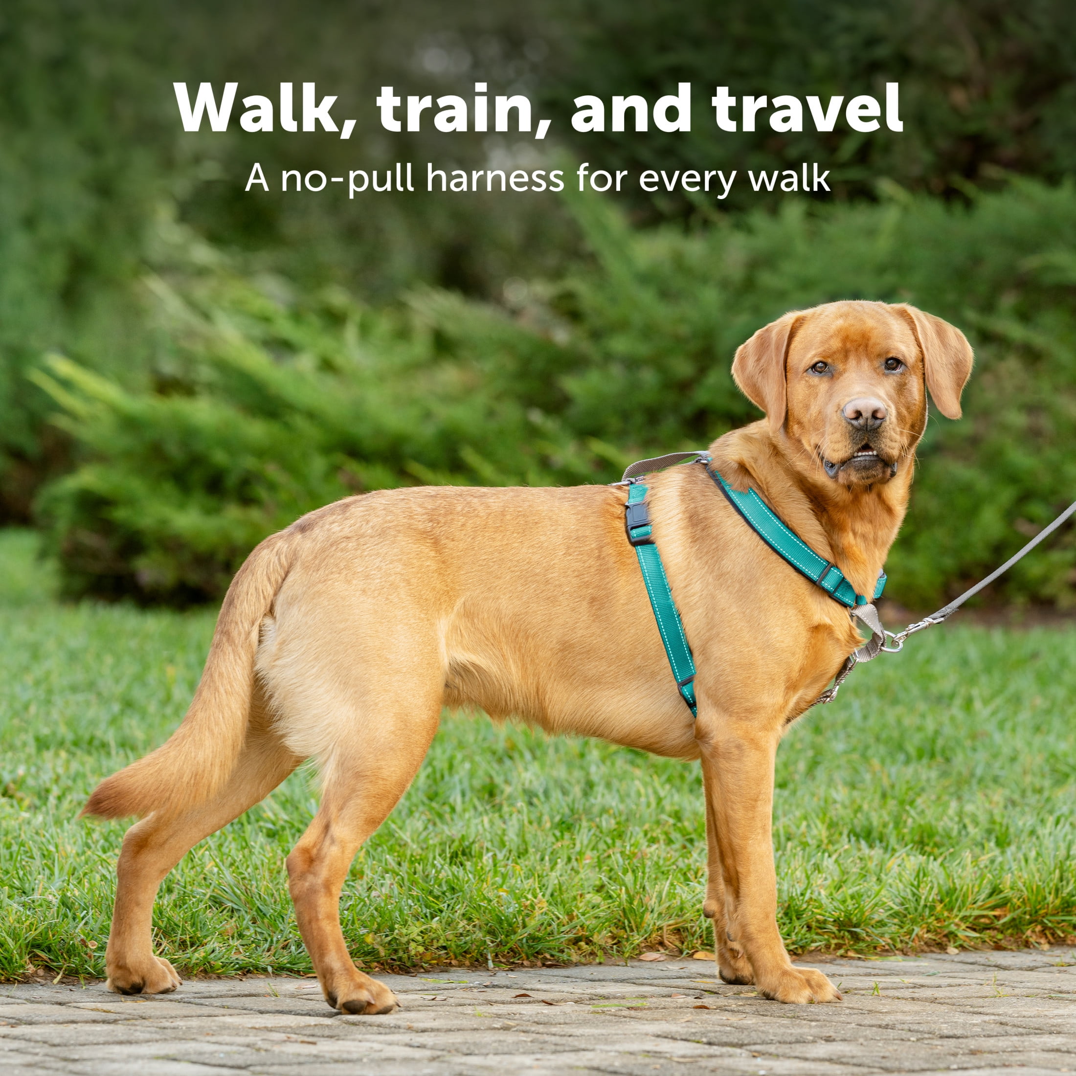 PetSafe 3 in 1 Harness, Fully Adjustable No-Pull Dog Harness and Car Restraint, Medium, Black