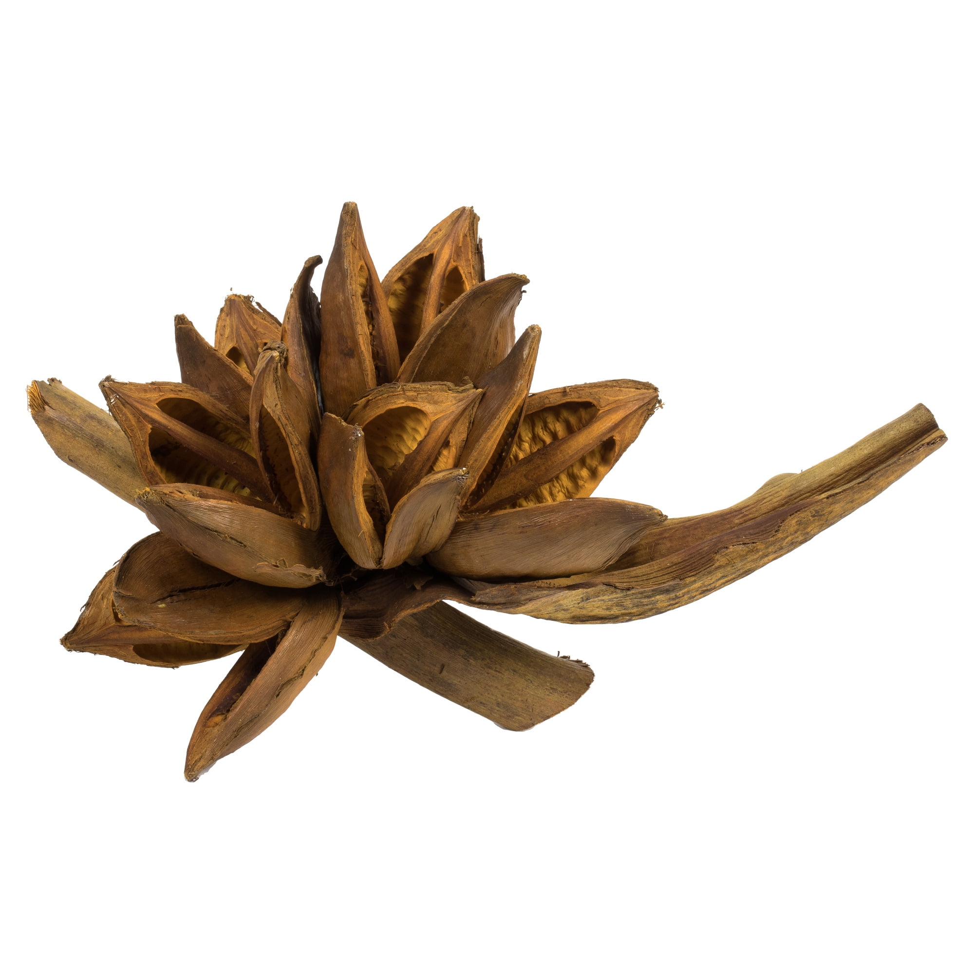 Vickerman 6" Aspen Gold Star Pod, 1 piece, Dried