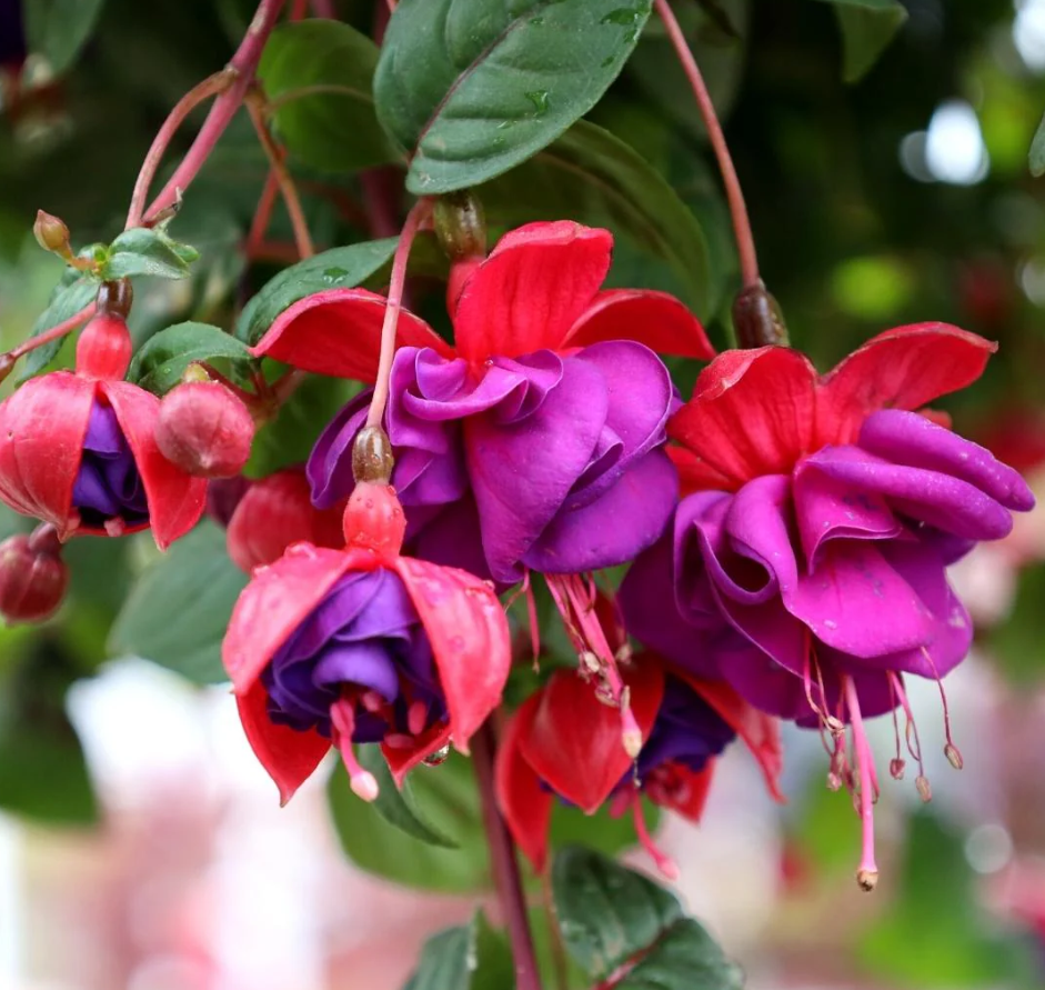 Fuchsia Dark Eyes Plants Live, Purple Pink Flower Fuchsia Plant, 4 to 6 Inches Tall, No Potted, Indoor Outdoor Gardening