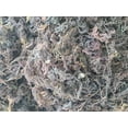 thumbnail image 3 of Swahili Sea Moss | Organic | Wildcrafted| Ocean Harvested Raw Purple Sea Moss 2 oz. from the Indian Ocean, 3 of 5