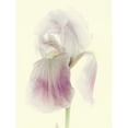 thumbnail image 3 of Stalus, Judy 12x14 Black Modern Framed Museum Art Print Titled - Flowers Aglow I, 3 of 5