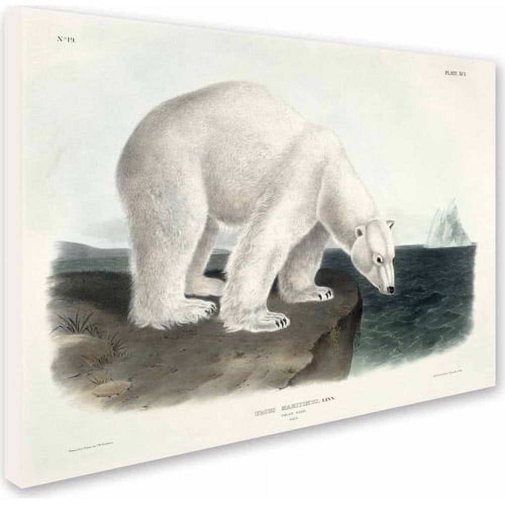 Trademark Fine Art "Ursus Maritimus Polar Bear" Canvas Art by John James Audubon