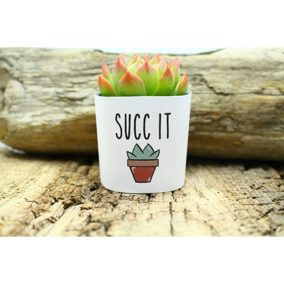 Plants Of Joy Succ It Print Succulent Wraps for Weddings, Baby Shower, and Party Favors. 25 Count Pack.