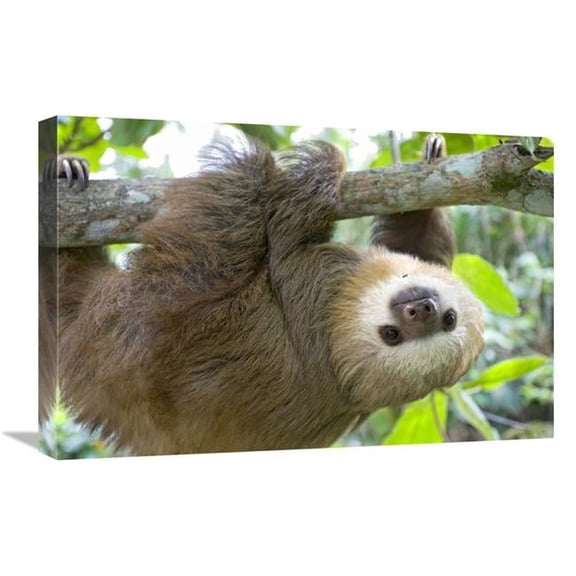 16 x 24 in. Hoffmanns Two-Toed Sloth Six Month Old Orphan in Tree, Aviarios Sloth Sanctuary, Costa Rica Art Print - Suzi Eszterhas