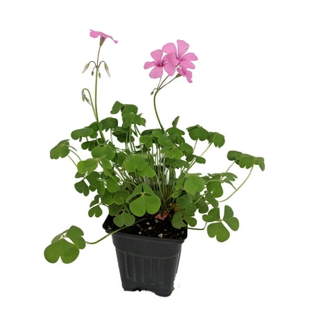 Pink Pillow Shamrock Plant - Indoors/Out - Oxalis articulata - 4