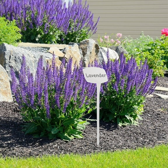 WEUVEB Gardening Accessories 8Pcs Plant Labels White Plastic For Gardening