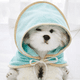 thumbnail image 4 of Toalla de baño con capucha para mascotas para perros y gatos, toalla de baño súper absorbente de microfibra de secado rápido para mascotas, perros y gatos, 4 of 5