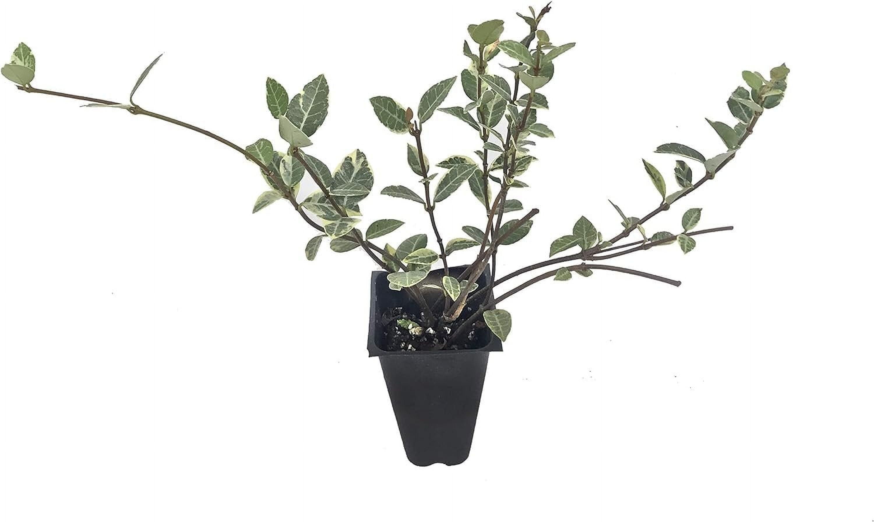 Variegated Asiatic Jasmine Minima  3 Live Plants  Easy-Grow Ground Cover  Lush, Trailing Green and White Foliage  Perfect for Gardens and Landscape Borders  Hardy Evergreen Plant