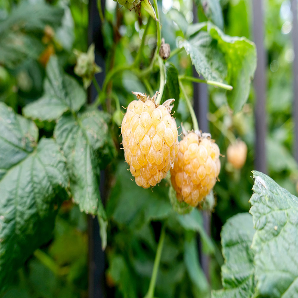 Golden Raspbery 5 Golden Raspberry Plant Everbearing Organic