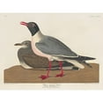 thumbnail image 3 of Audubon, John James 14x12 Black Modern Framed Museum Art Print Titled - Black-headed Gull, 3 of 5