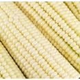thumbnail image 2 of SCARBOROUGH SEEDS 25 SEEDS WHITE CORN (SILVER KING) HYBRID NON-GMO USA, 2 of 4
