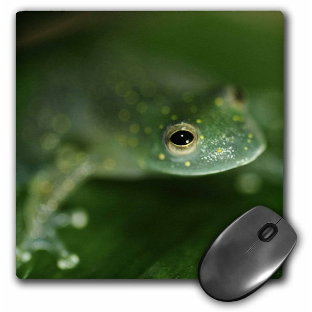 3dRose Tree frog, Mouse Pad, 8 by 8 inches