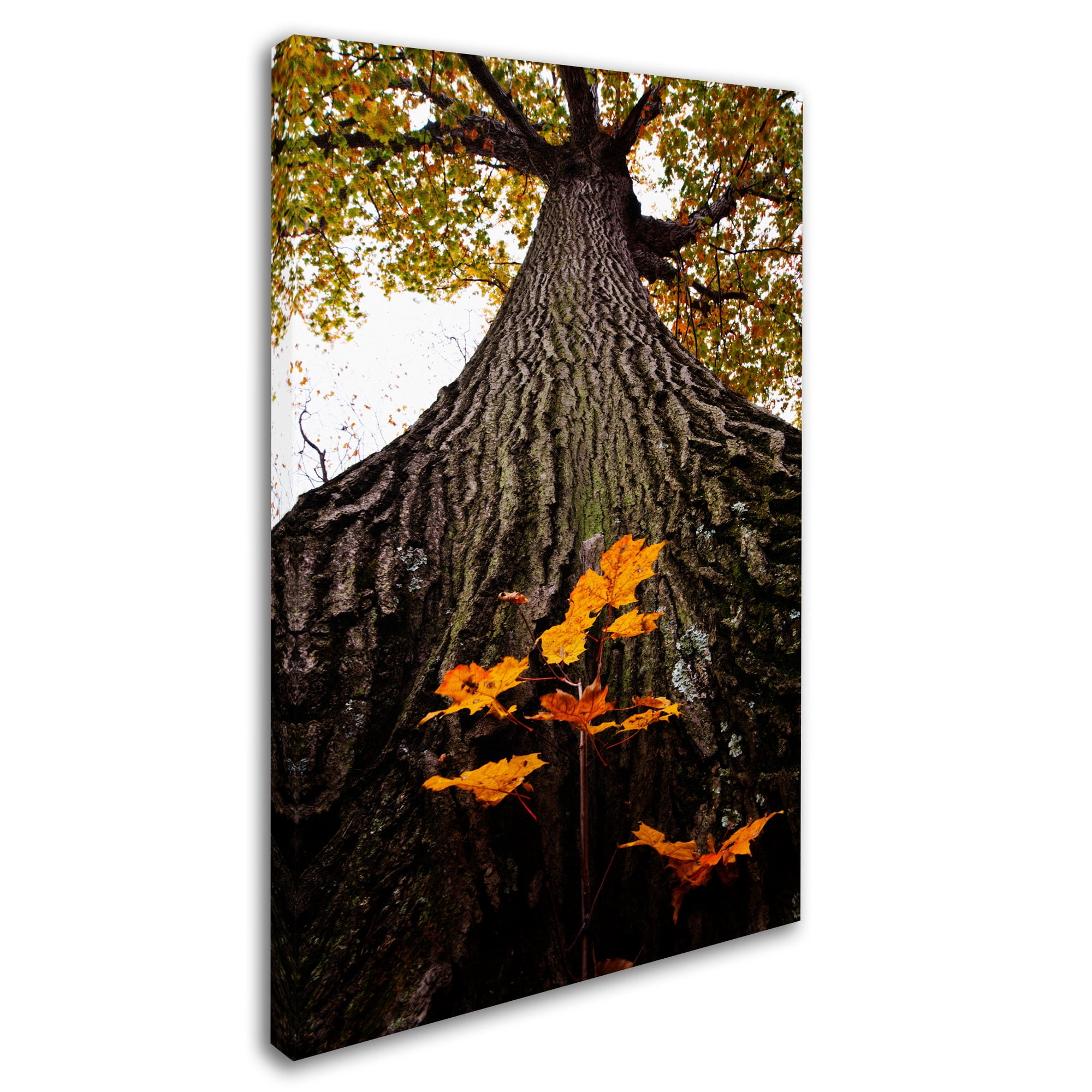 Trademark Fine Art "Mighty Maple and Sapling" Canvas Art by Kurt Shaffer