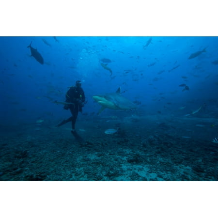 Scuba diver and silvertip shark at The Bistro Dive site in Fiji Poster Print by Terry MooreStocktrek (Best Diving In Fiji)