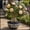 E, variant on Desert Rose, Low Maintenance - Easy Grow - Ideal for Beds Borders, Plant Pots & Planters