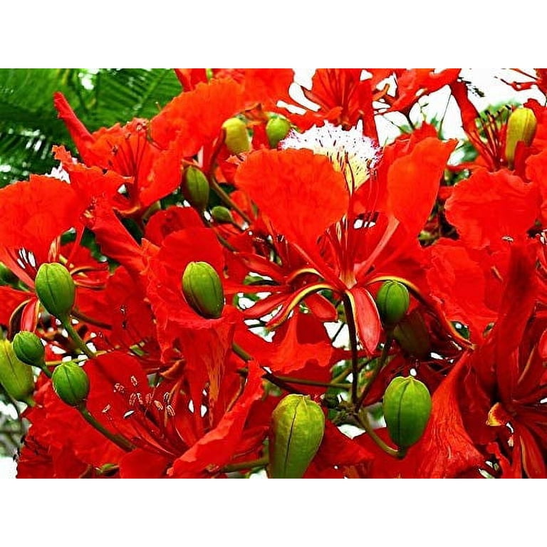 Jocadew, Royal Poinciana Tree Seeds, 10 Seeds, Vibrant Red Flowers