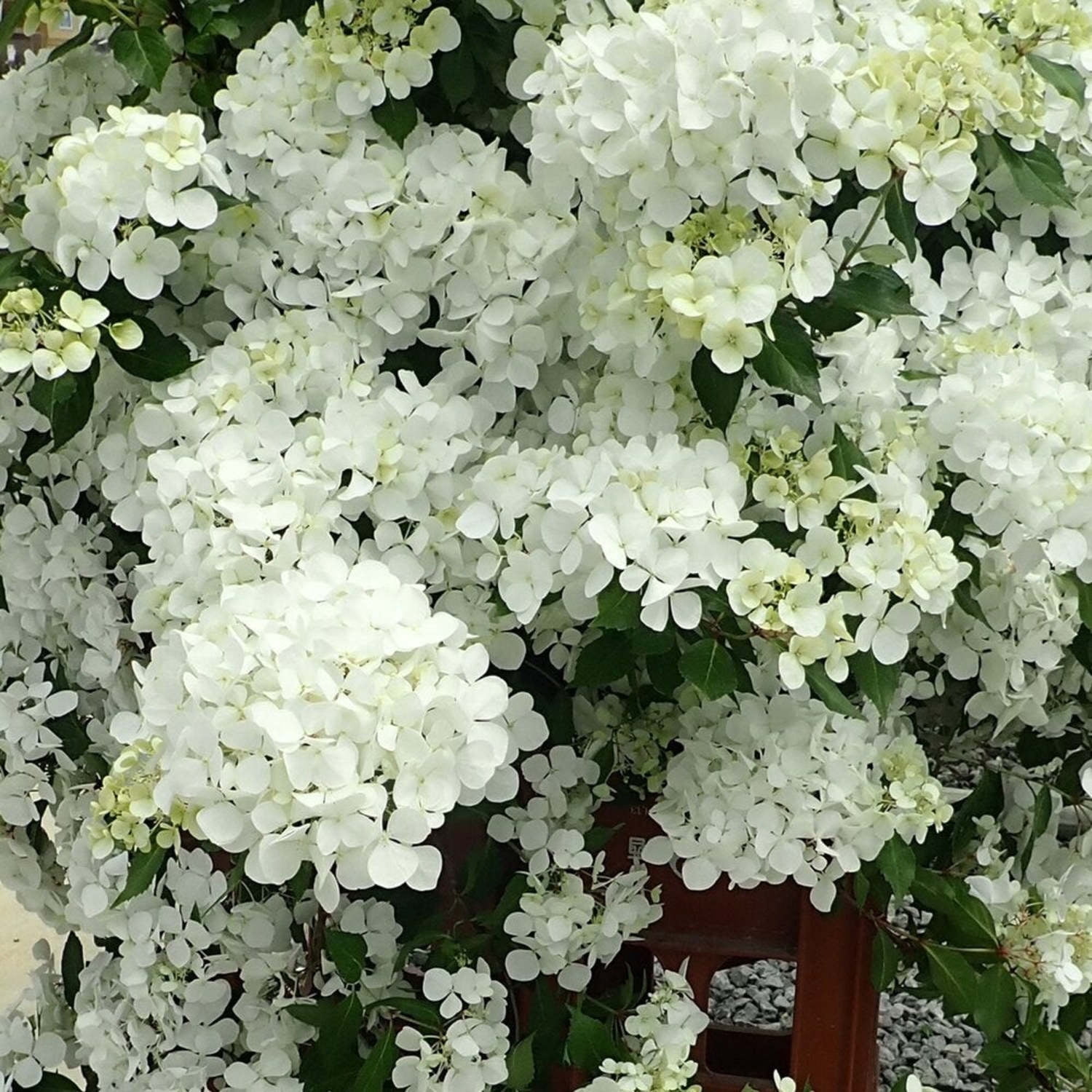 Proven Winners ColorChoice 5" Fairytrail White Cascade Hydrangea Live Plant in 4.5" Pot (4 Count)