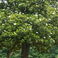thumbnail image 3 of Brighter Blooms - Southern Magnolia, 2-3 ft. - No Shipping to AK, AZ, HI, OR, 3 of 4