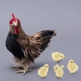 thumbnail image 2 of kusrkot Hen Model Decoration, with 4 Chick Figure Ornament for Yard Decor Farm Home Shop, 2 of 8