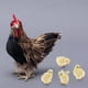 thumbnail image 2 of Decoración de modelo de Gallina Zulema, 2 of 7