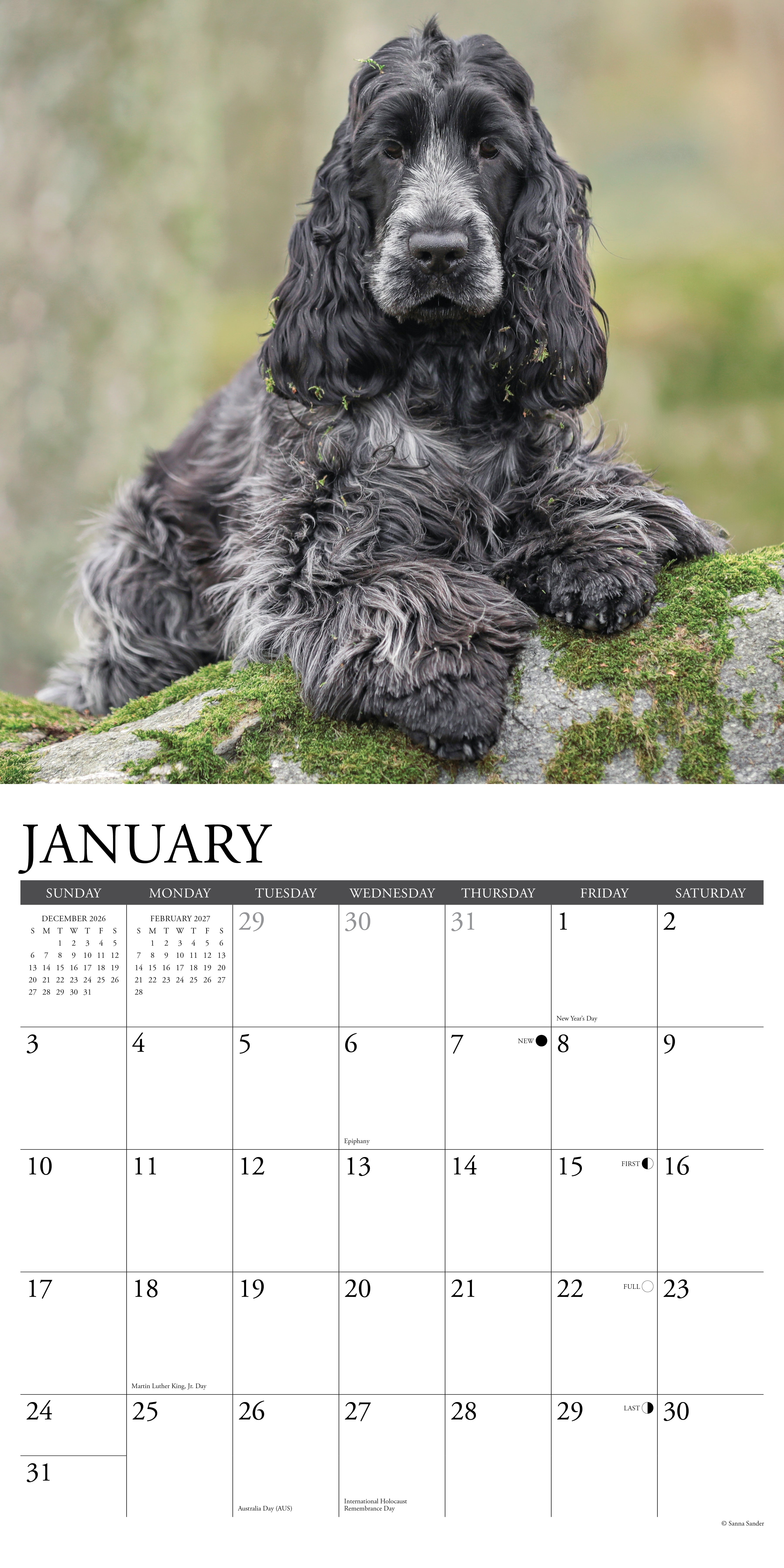 Willow Creek Press, Cocker Spaniels 2027 Wall Calendar