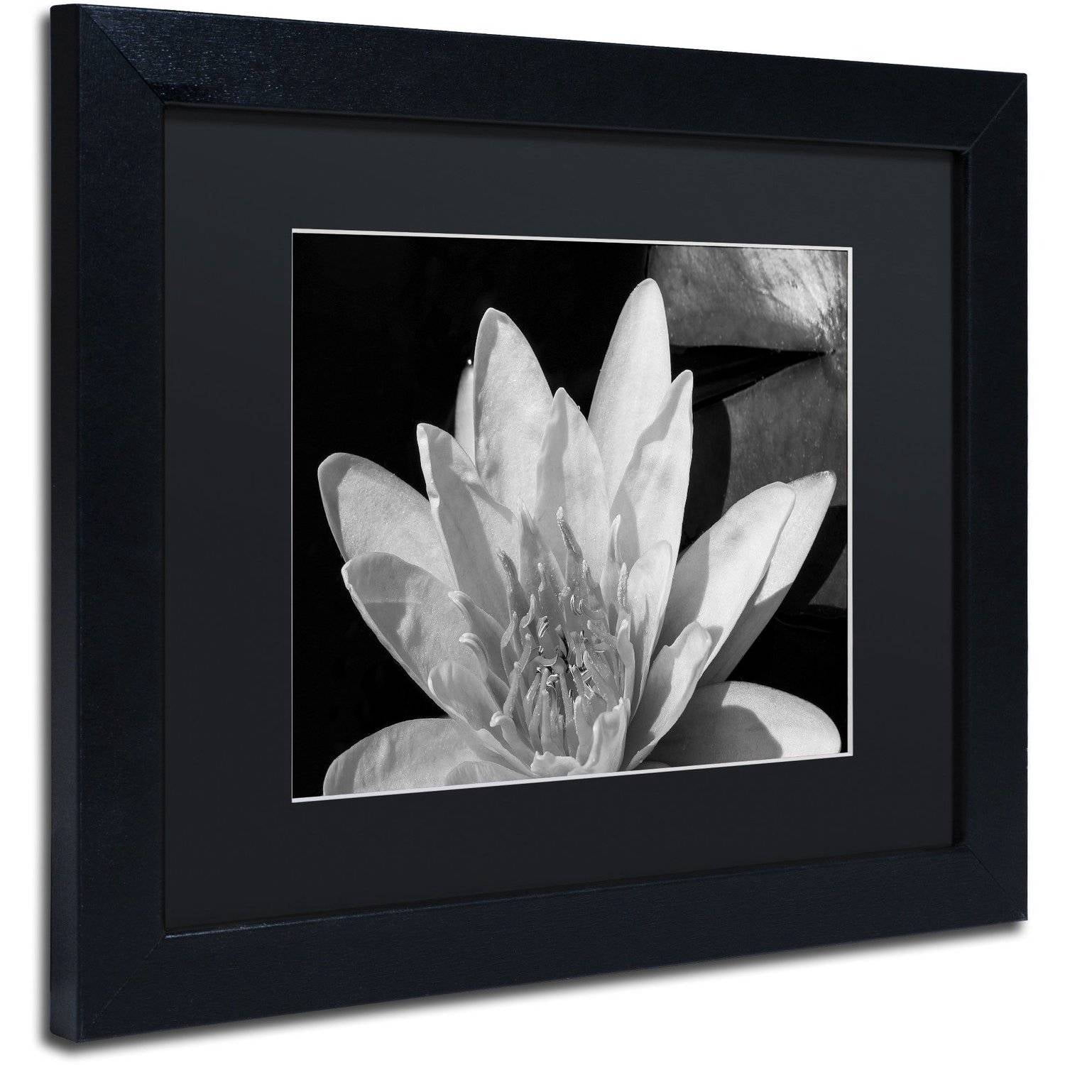Trademark Fine Art "Water Lily in Black and White" Canvas Art by Kurt Shaffer, Black Matte, Black Frame