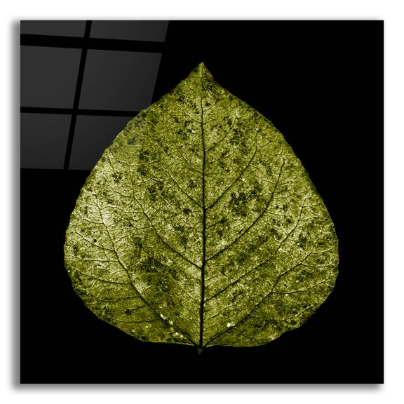Epic Art 'Green Leaf' by Photoinc Studio, Acrylic Glass Wall Art, 12"x12"