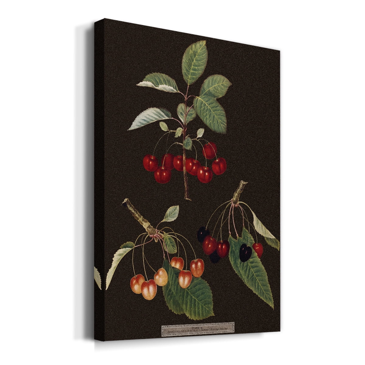 Brookshaw Cherries Premium Gallery Wrapped Canvas - Ready to Hang