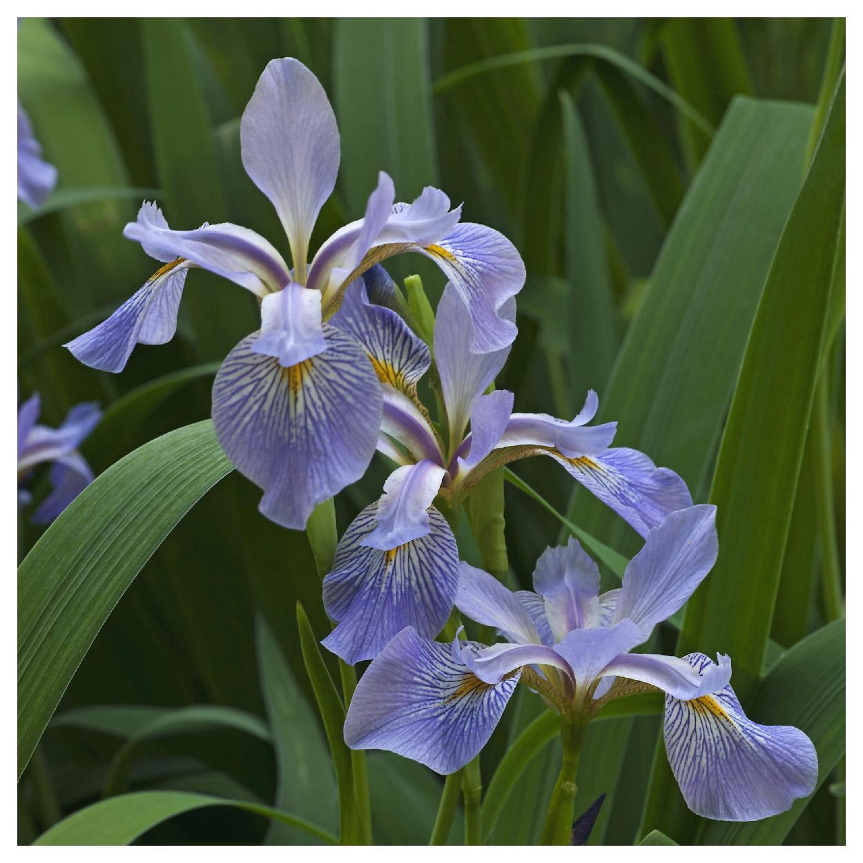 Everwilde Farms - 1 oz Southern Blue Flag Iris Native Wildflower Seeds - Gold Vault Bulk Seed Packet