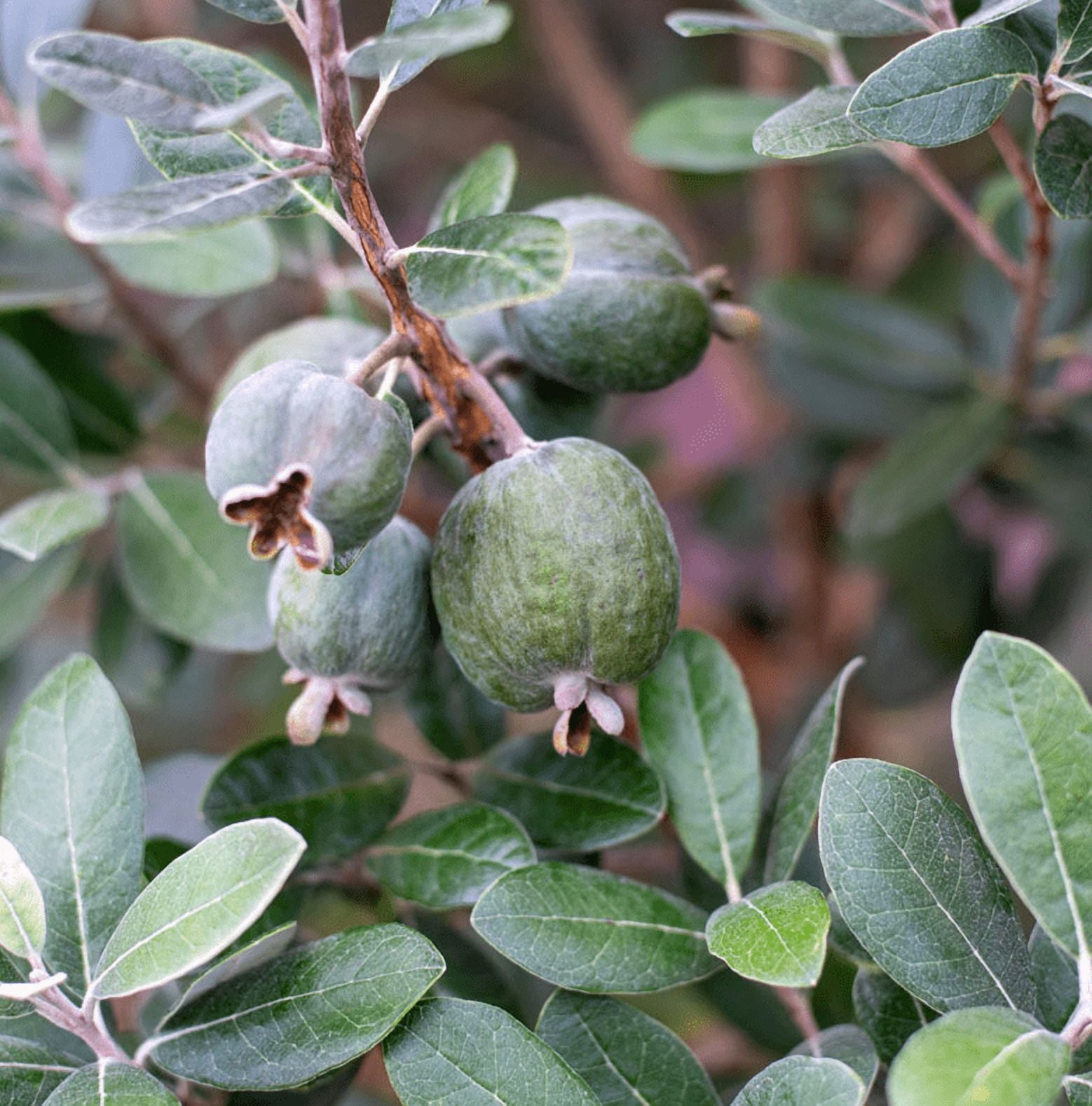 Guava Tree Live Plant for Planting, Pineapple Guava Plant Live 4 to 6 Inc Tall, Tropical Guava Fruit Tree for Planting Indoor Outdoor Garden
