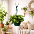 thumbnail image 5 of Maranta Lemon Lime Live Indoor Plant in 8 Inch Hanging Basket, Lemon Lime Prayer Plant, Maranta Leuconeura Houseplant for Home or Office, 5 of 5