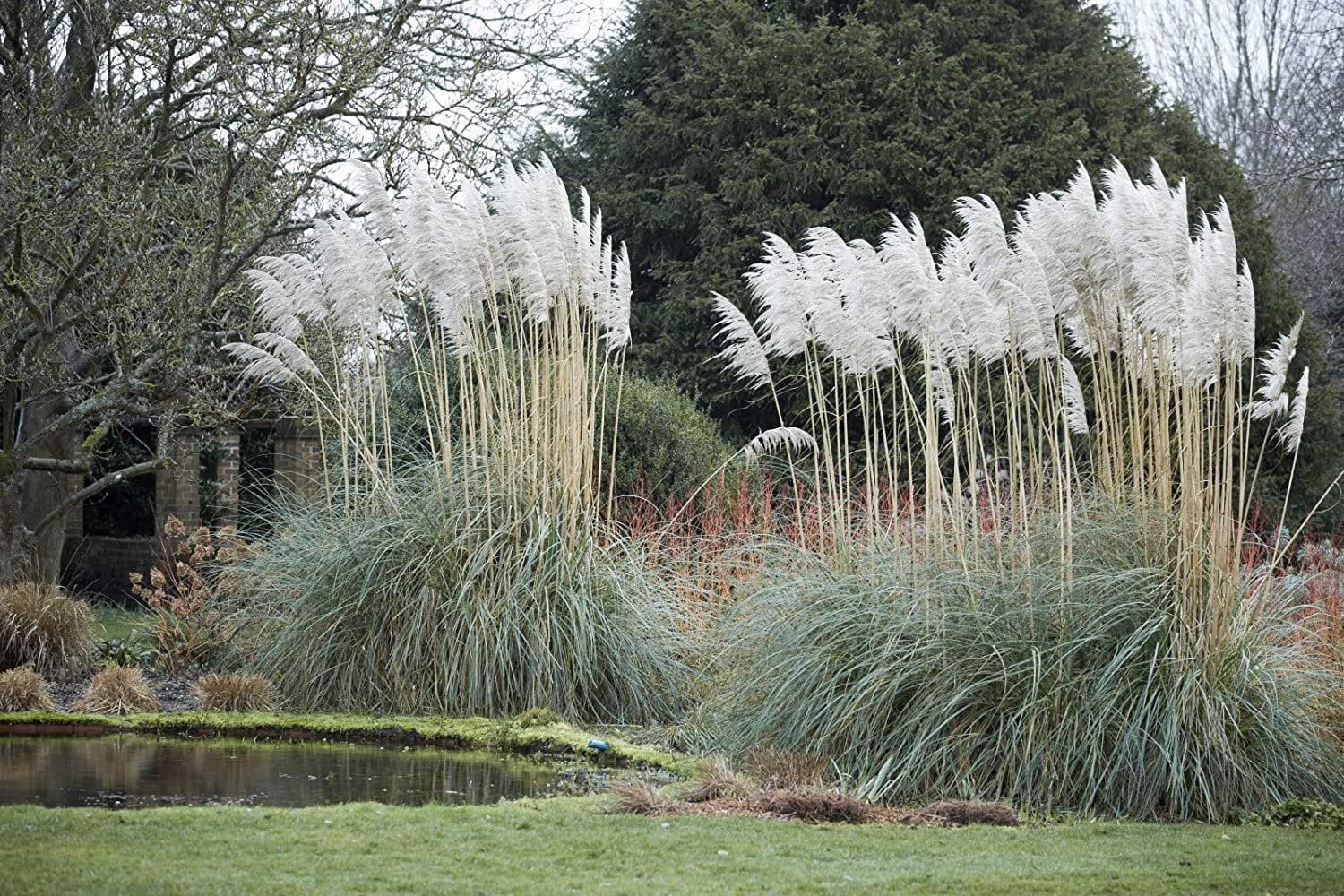 Pampas Grass  Cortaderia Selloana  3 Live Plants  Flowering Ornamental Foliage