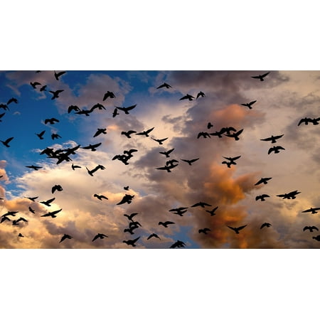 Canvas Print Group Cloud Group of Birds Birds Nature Migration Stretched Canvas 10 x