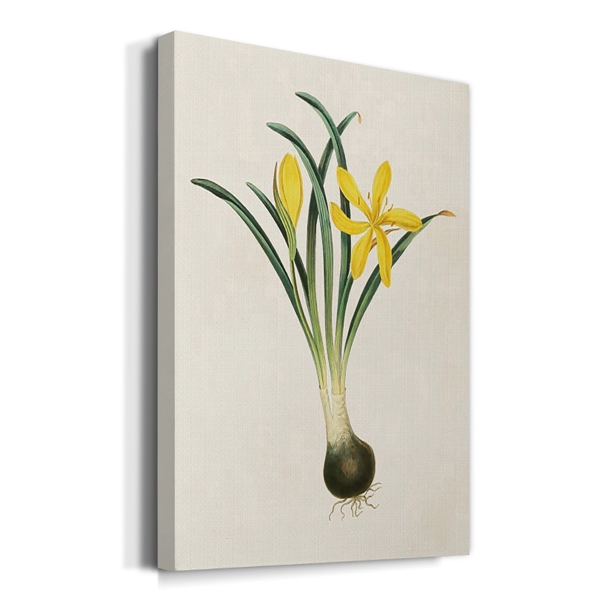 Flowers of the Seasons VI Premium Gallery Wrapped Canvas - Ready to Hang