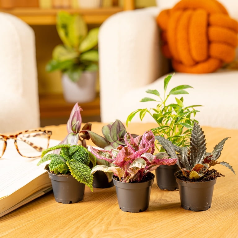 Costa Farms 4" Tiny Plants Assorted Live House Plants in 2.5" Grower Pot (6  Count) - Walmart.com