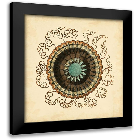 Vision Studio 12x12 Black Modern Framed Museum Art Print Titled - Gems of the Sea IV