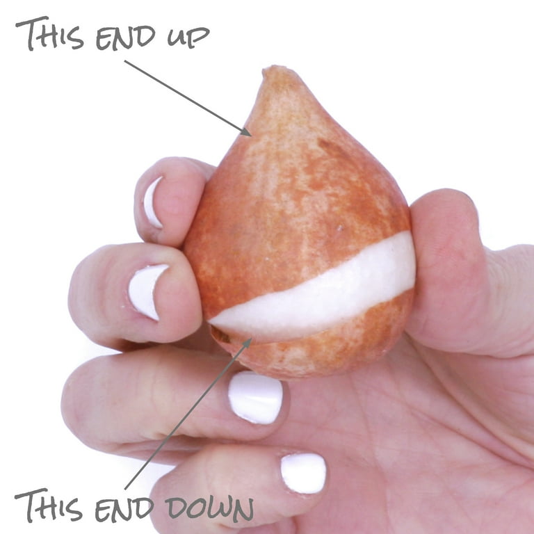 Van Zyverden's Tulip Pride Mix (Set of 25 Dormant Bulbs) Full Sun